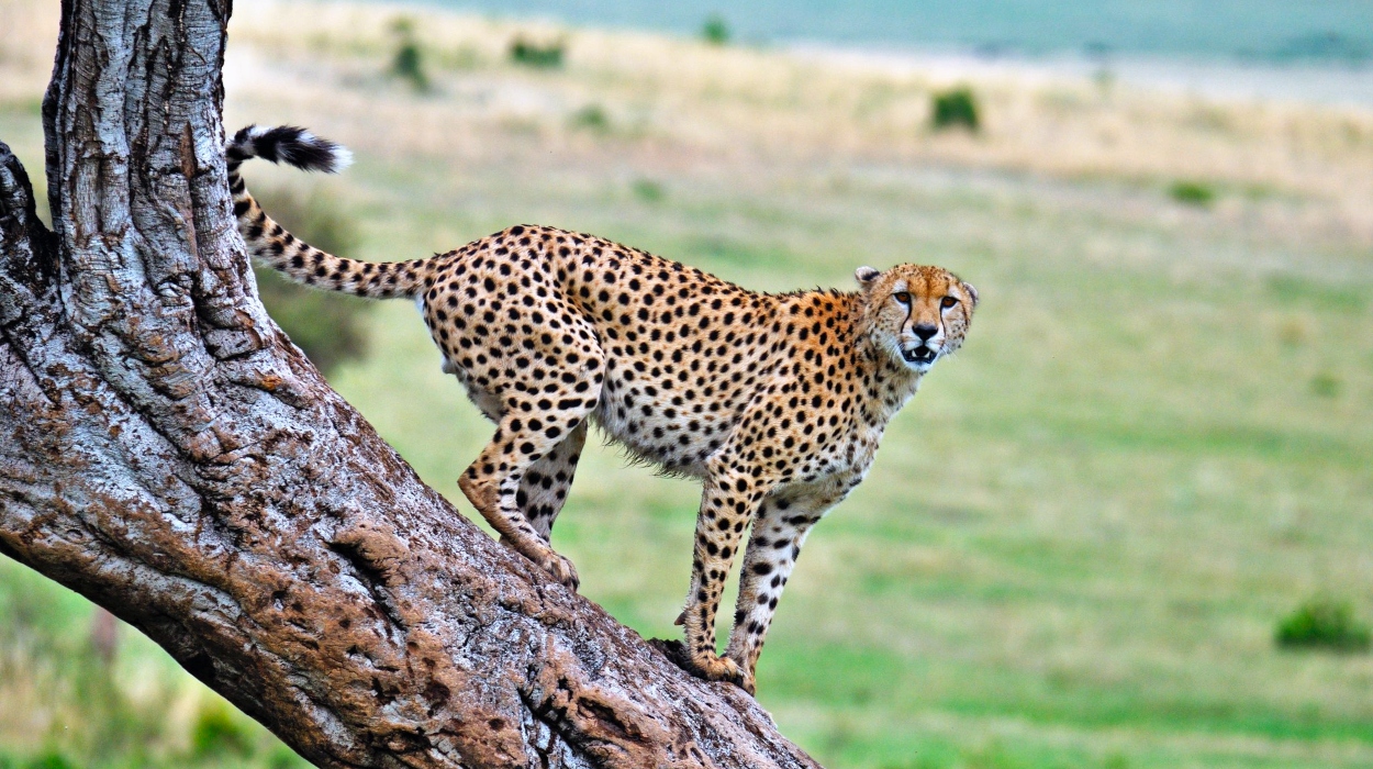 Cheetah on lookout