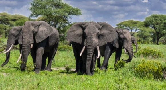 Elephant herd, Tarangire