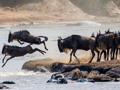 Great Migration Safari