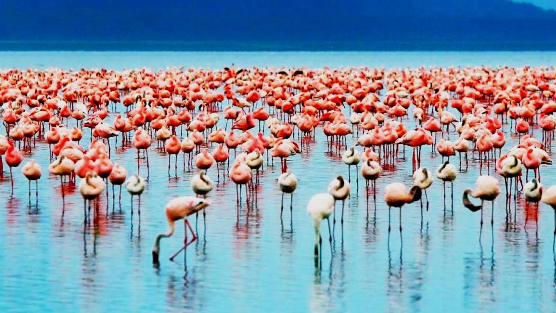 Lake Manyara Day Trip