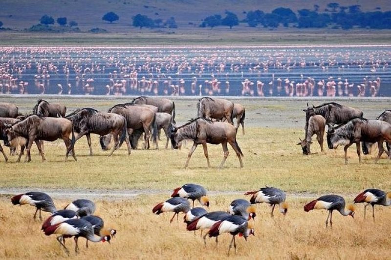 Lake Manyara Day Trip