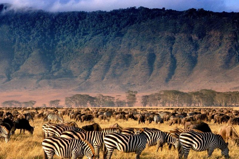 Ngorongoro Crater Safari